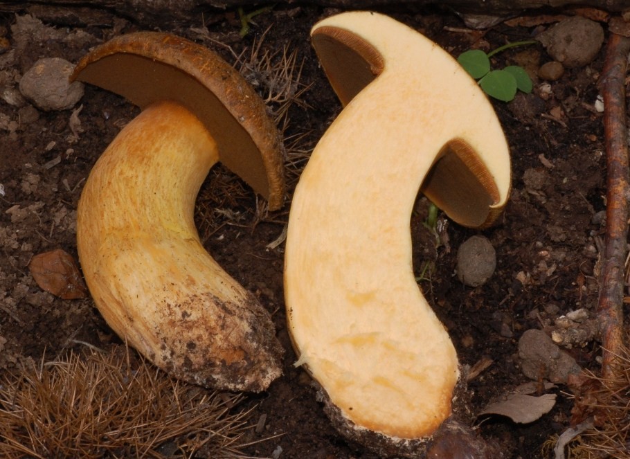 Suillus variegatus